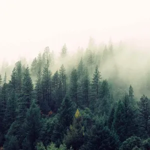 Seife Misty Forest - Zirbe und Zeder