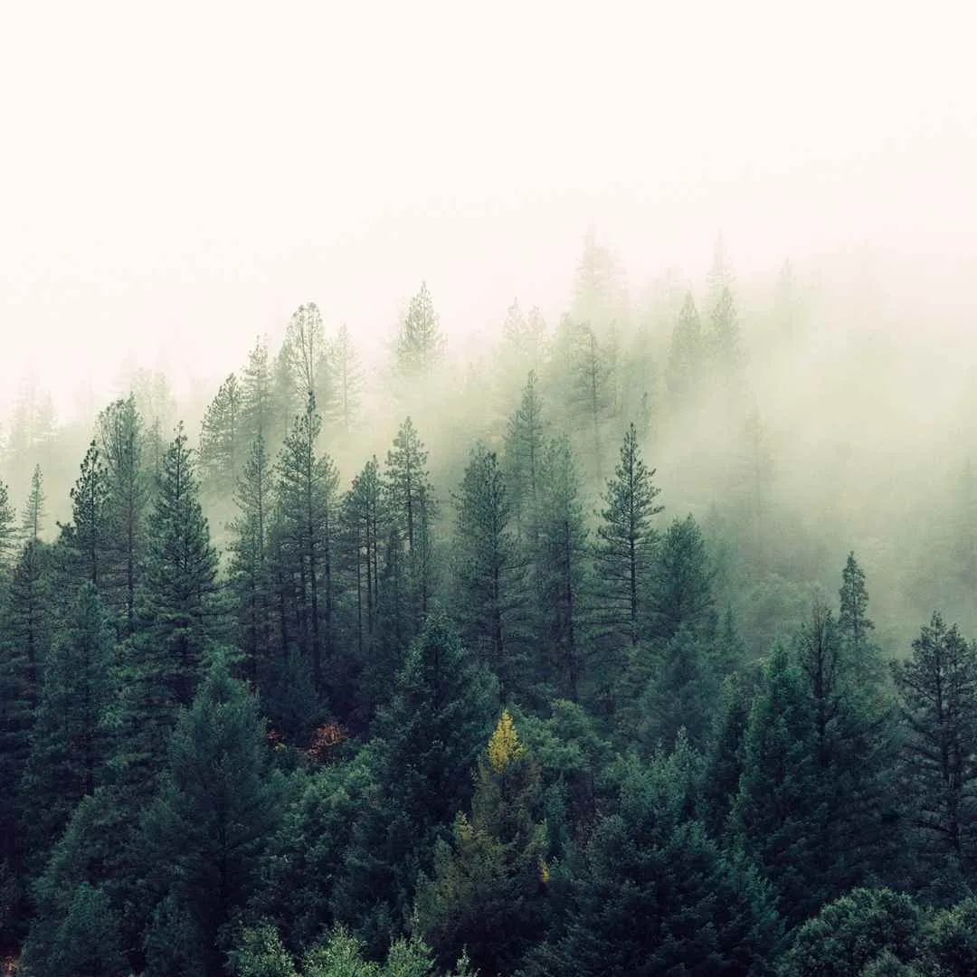 Seife Misty Forest - Zirbe und Zeder